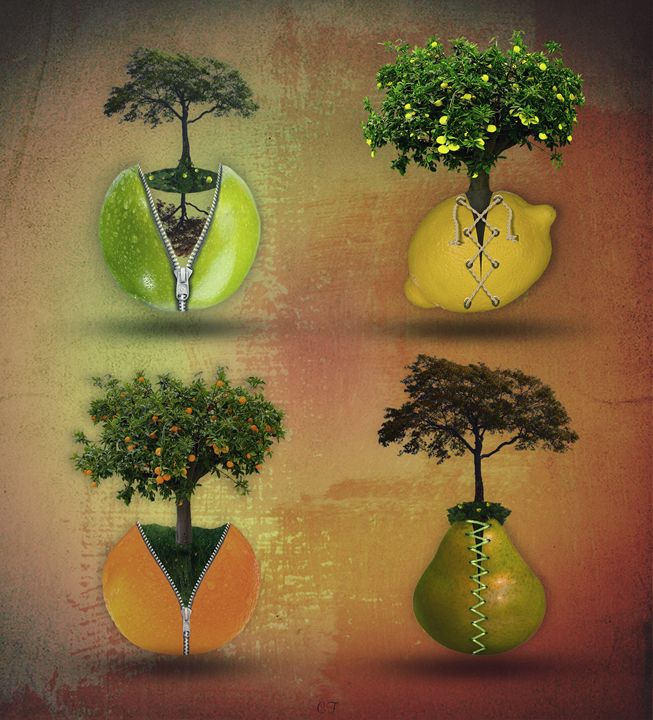 les 4 fruits - CF