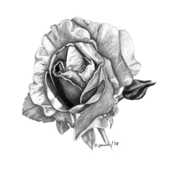 Rose in Charcoal - Deb Johnston - Drawings & Illustration, Flowers ...