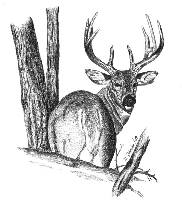 whitetail buck pencil drawings