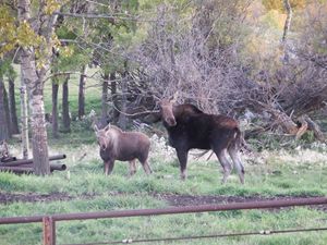 Moose Cow and Calf - Deb Johnston