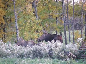 Moose Cow and Calf Watching - Deb Johnston