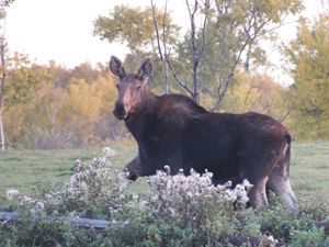 Cow Moose - Deb Johnston