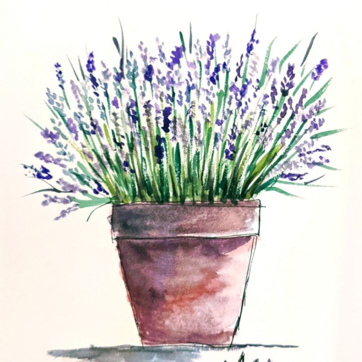 Potted Lavender Plant - Mallorys Design
