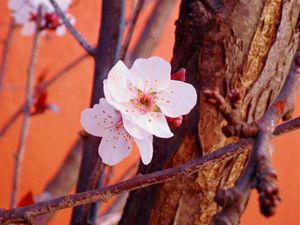 Cherry Blossom Dance