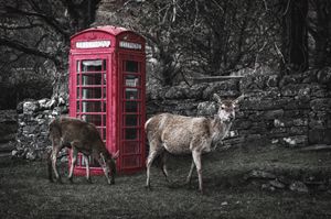 Deers Calling