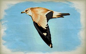 Ring-billed Gull at Arthur Kill
