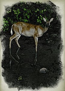 Deer at Kingston