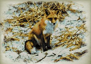 Fox at Island Beach