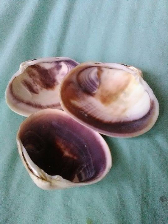 Three Clam Shells Aerial View of Three Clam Shells - Seaboard East Photography ,- Gail ...