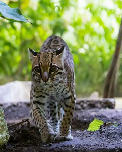 O is for Ocelot - Art by Bri Rose - Drawings & Illustration