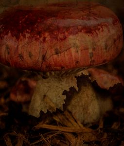 Textured Mushroom