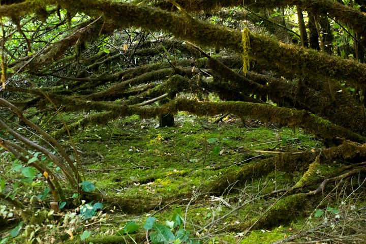 Magical Woodlands - Flashbulb Foto