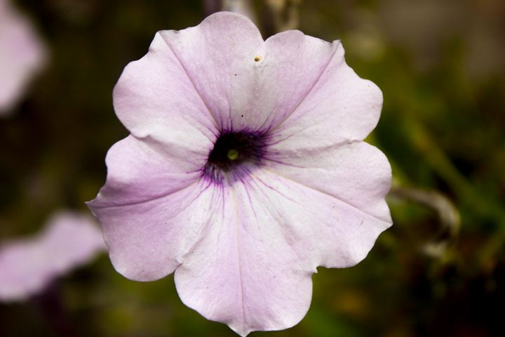 Purple Beauty - Flashbulb Foto