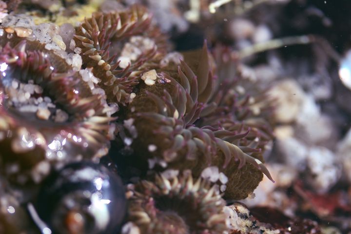 Sea Urchin of Monterey Bay - Samantha Marie