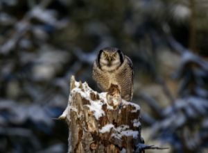Hawk owl with prey