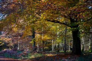 Autumnal woodland