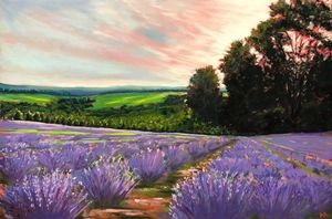 "A Lavender Sunset"