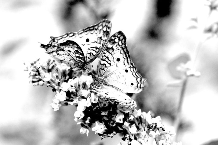 Butterflies and blossoms - KCBlack&White