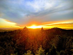 The Thorned Rose - Photography