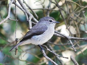 Blue Gray Gnat Catcher 1621  Fly Catcher Nature Photography Download