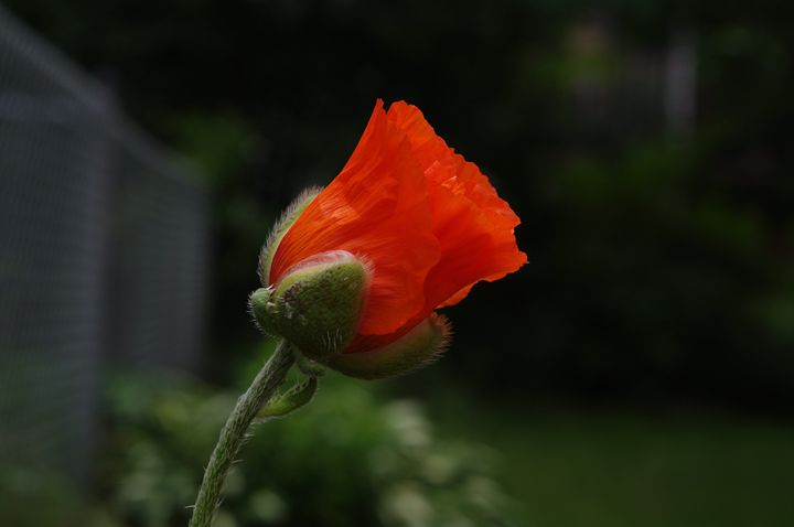 Poppy Popping - Jamiol's Art