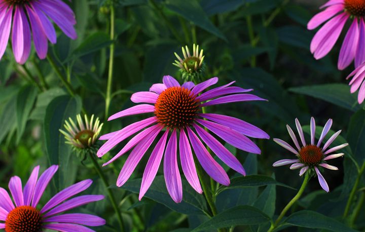 Early Morning pink Cone Flower - Jamiol's Art