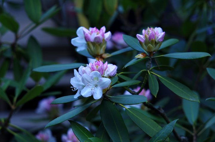 Rhododendrons on a Cloudy Day - Jamiol's Art
