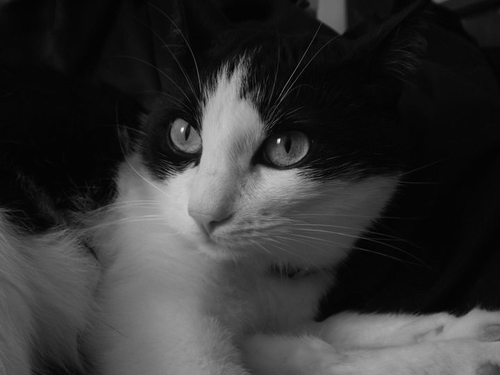 Blak & White Cat - Paints of Light - Photography, Animals, Birds ...