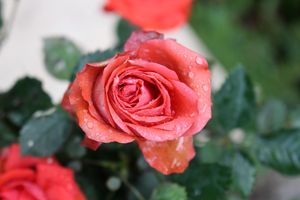 Raindrop Roses