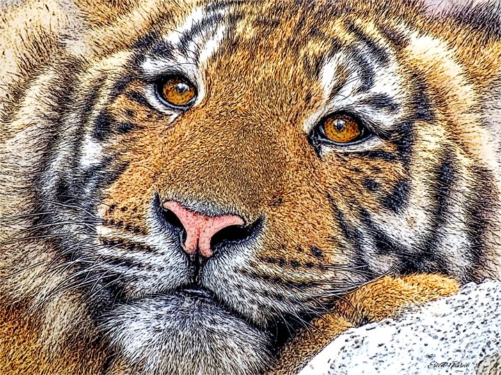 Top 84+ tiger sketch colour best - seven.edu.vn