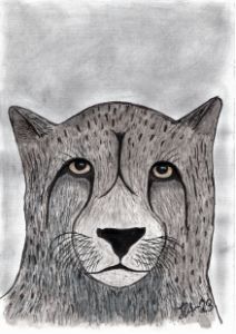 Cheetah portrait (Acinonyx jubatus)