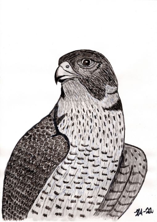 Peregrine Falcon - Nudes, beauty, provocations, nature by Hans Anders - Paintings & Prints