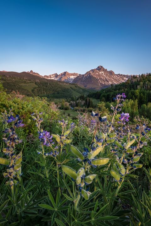 Mount Sneffels Wildflowers Colorado - Christopher Paul