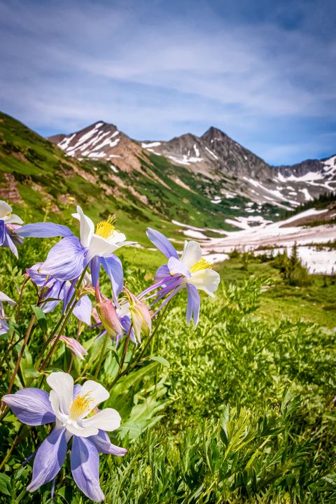 High Country Wildflowers Colorado - Christopher Paul