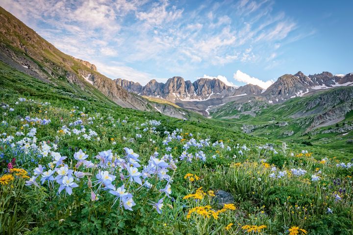 American Basin Colorado Wildflowers - Christopher Paul