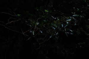 hidden piwakawaka