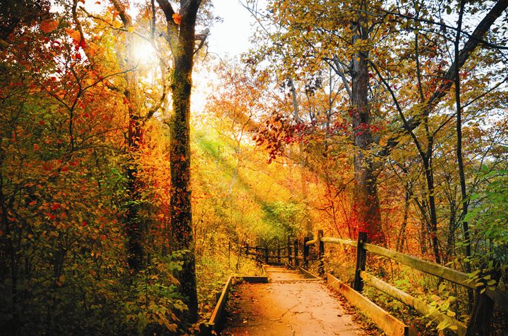 Sunrays through Autumn Path - Nick Mateja Photography