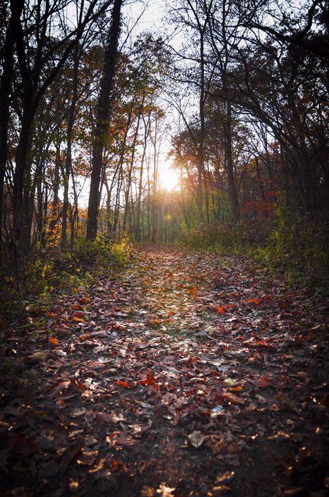 Leafy Autumn Path - Nick Mateja Photography