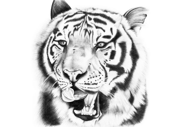 Tiger - Fine Line Creations - Drawings & Illustration, Animals, Birds, &  Fish, Wild Cats, Tigers - ArtPal