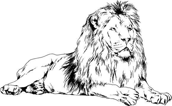 A minimalistic line art drawing of a lion