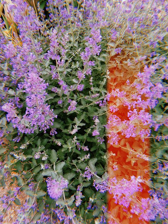 Lavender Leak Photo - Huckleberry Hobby - Photography, Flowers