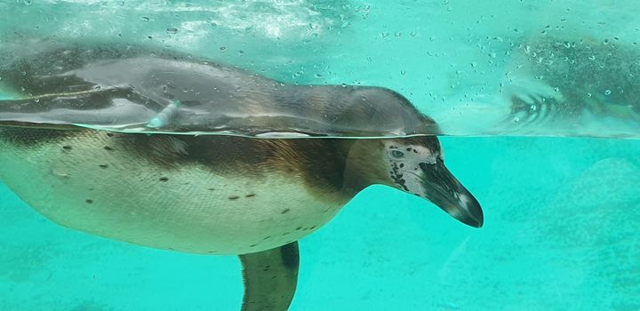 Humboldt Penguin - Patrol & Protect - Robert Lloyd-Evans