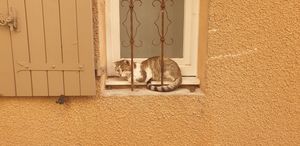 Convict Cat