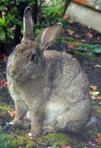 "Wild Resident Rabbit 2" - C. Fay Fine Art