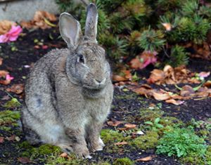 " Wild Resident Rabbit" - C. Fay Fine Art