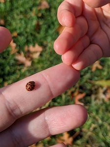 Ladybug fingers