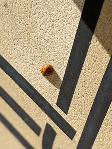 Ladybug Lines