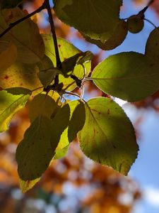 Silhouetted Color