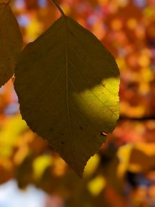 Last Leaf of Green