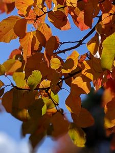 Autumnals